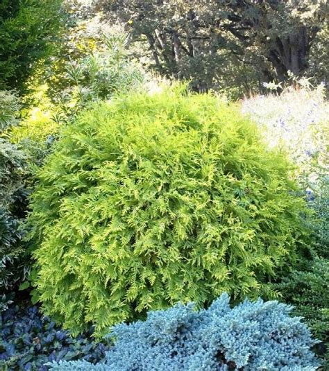 Cultivating a Stunning Outdoor Space with the Enchantment of Globe Arborvitae